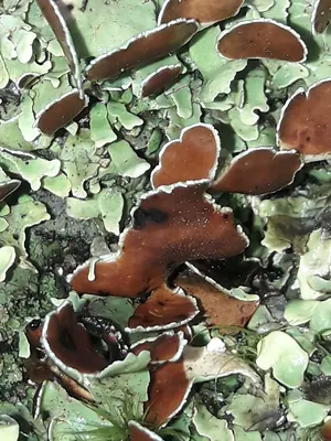 Nephroma australe