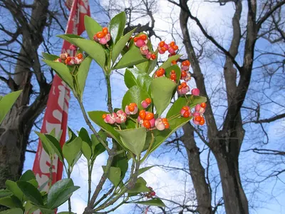 Japanese spindletree