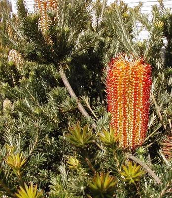 Heath-leaf banksia