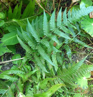 Deparia petersenii