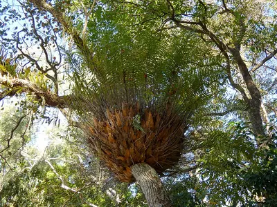 Basket fern