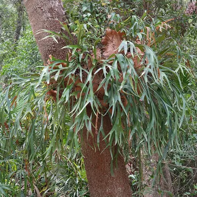 Elkhorn fern