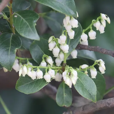 Sea bilberry