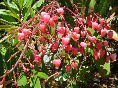 Comarostaphylis discolor