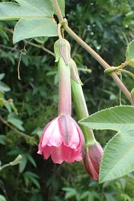 Passiflora tripartita