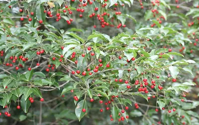 Ilex pedunculosa