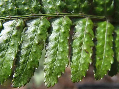 Dryopteris erythrosora
