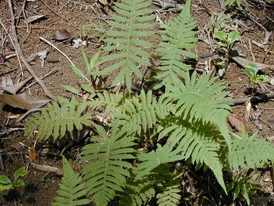 Christella dentata