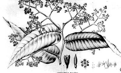 Virola elongata