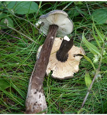 Lactarius lignyotus