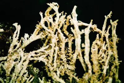 Cup lichen