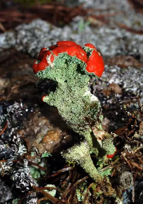 Cup lichen