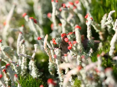 Cup lichen