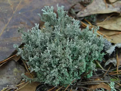 Atlantic cup lichen