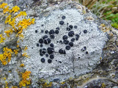 Black-eye lichen