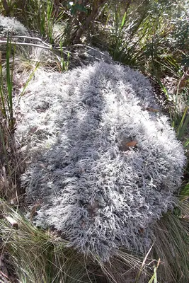 Stereocaulon ramulosum