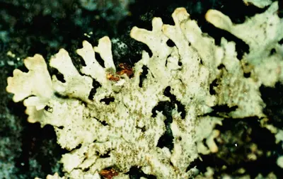 Salted starburst lichen