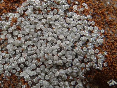 Rim lichen