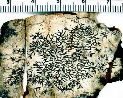 Pencilmark lichen