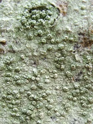 Pertusaria pertusa