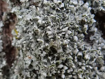 Rosette lichen