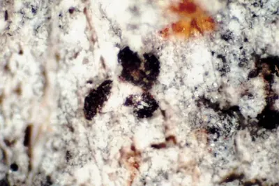 Arthothelium lichen