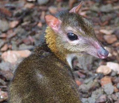 Lesser Mousedeer