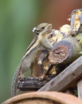 Himalayan Striped Squirrel