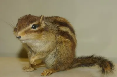 Cambodian Striped Squirrel