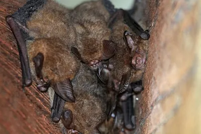 Bifax Long-eared Bat