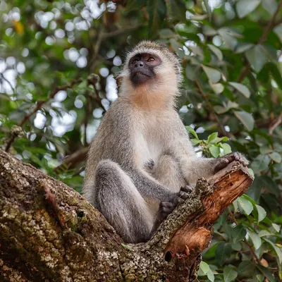 Tantalus Monkey