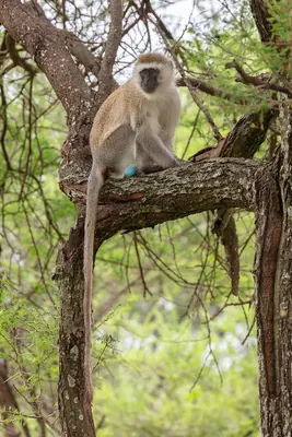Vervet