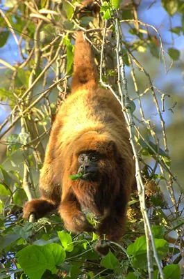 Southern Brown Howling Monkey