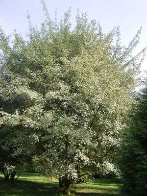Yellow-paint maple