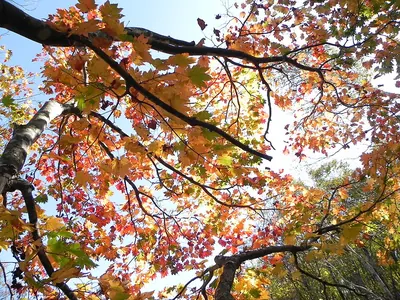 Siebold's Maple