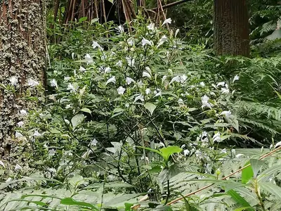 Strobilanthes flexicaulis