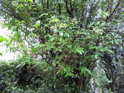 Allophylus edulis
