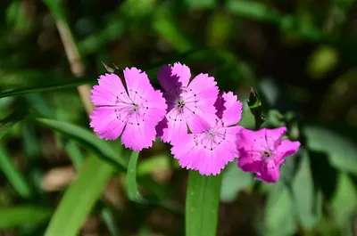 Dianthus collinus
