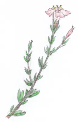 Frankenia pauciflora