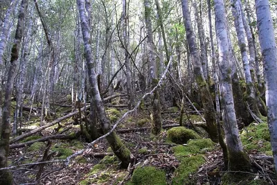 Pomaderris apetala