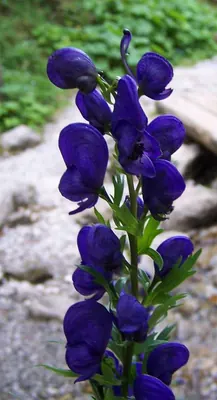 Aconitum firmum