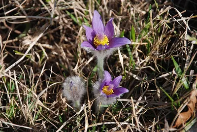 Greater Pasque Flower