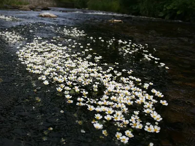 Chalk Stream Water-crowfoot