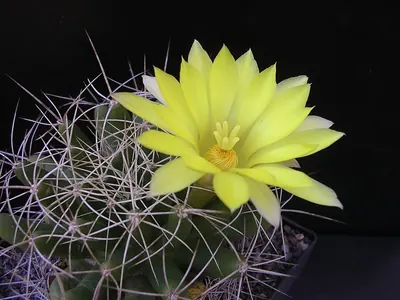 Mammillaria longimamma