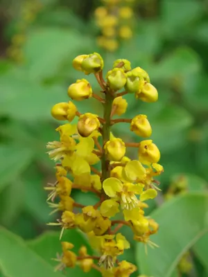 Byrsonima laxiflora