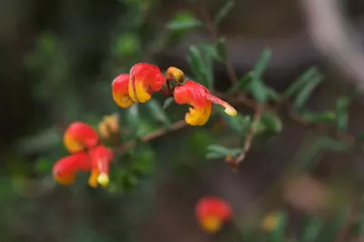 Grevillea alpina