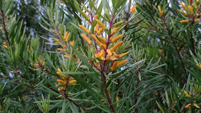 Persoonia linearis