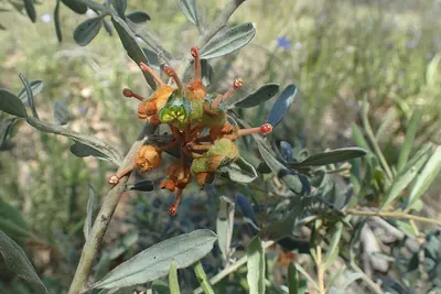 Grevillea floribunda