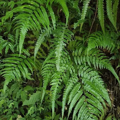 Diplazium dilatatum