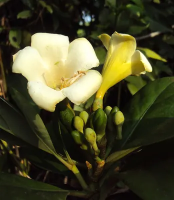 Fagraea ceilanica